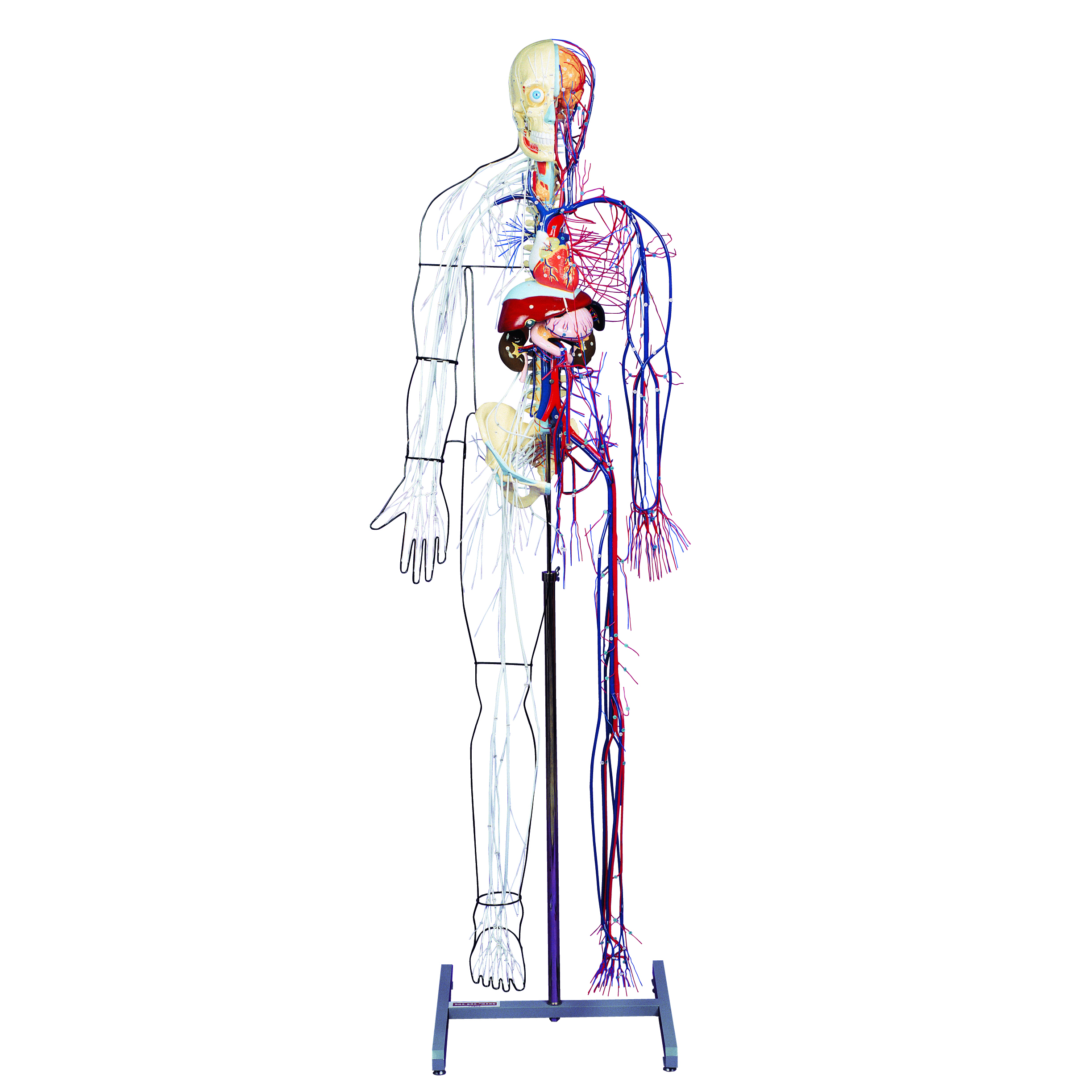 Full-figure Nervous and Circulatory System Model