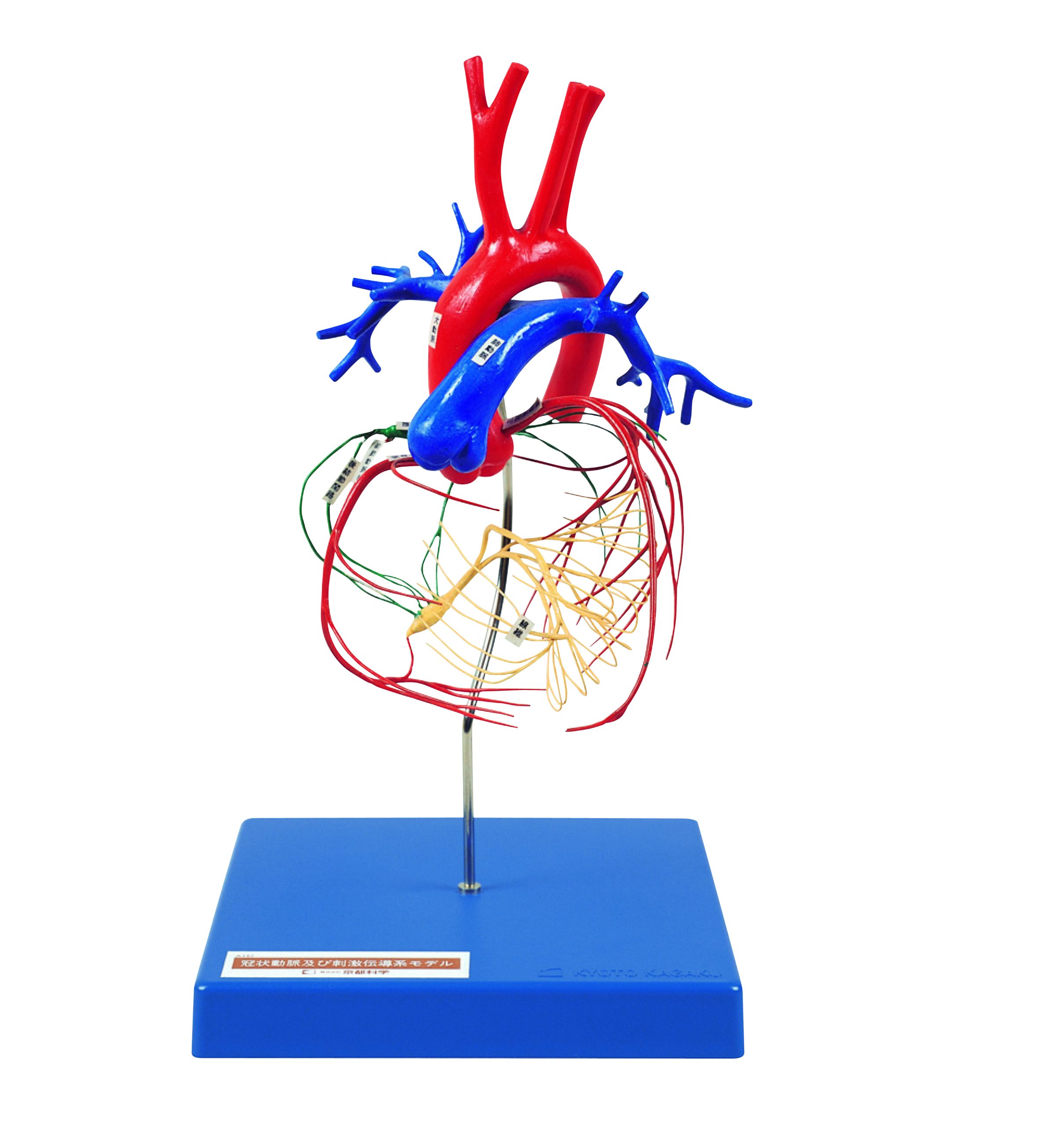 Coronary Artery and Conducting System of the Heart