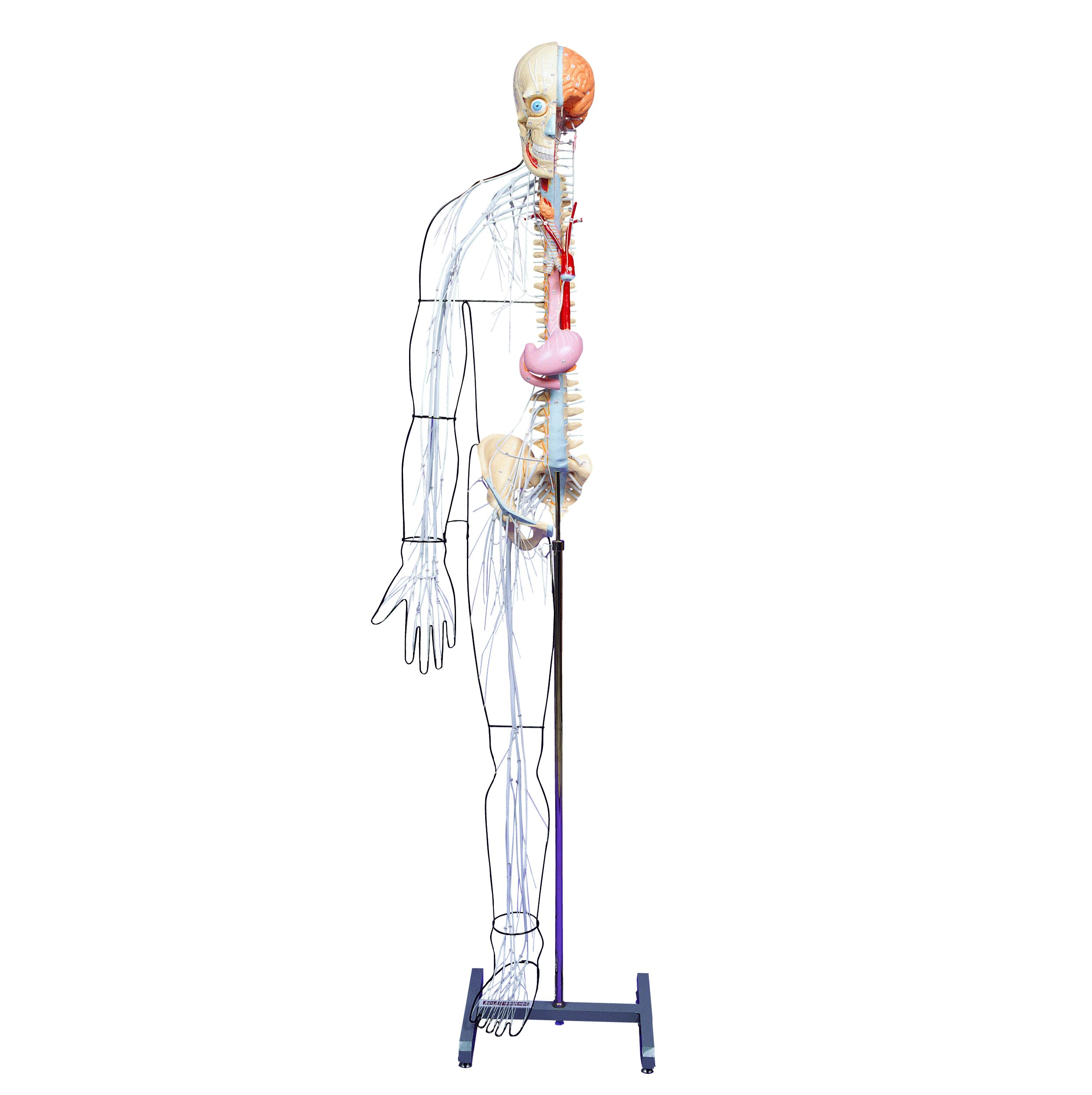 Full-figure Nervous System Model