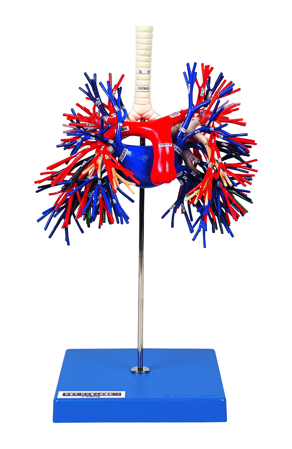 Bronchus and Pulmonary Vessels Model