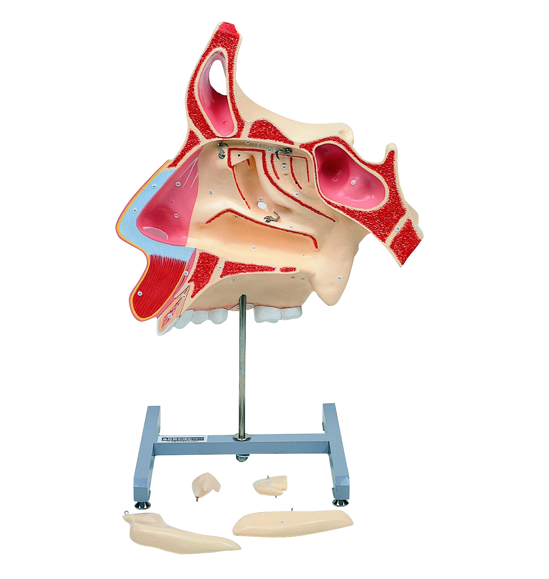 Nasal Cavity Model