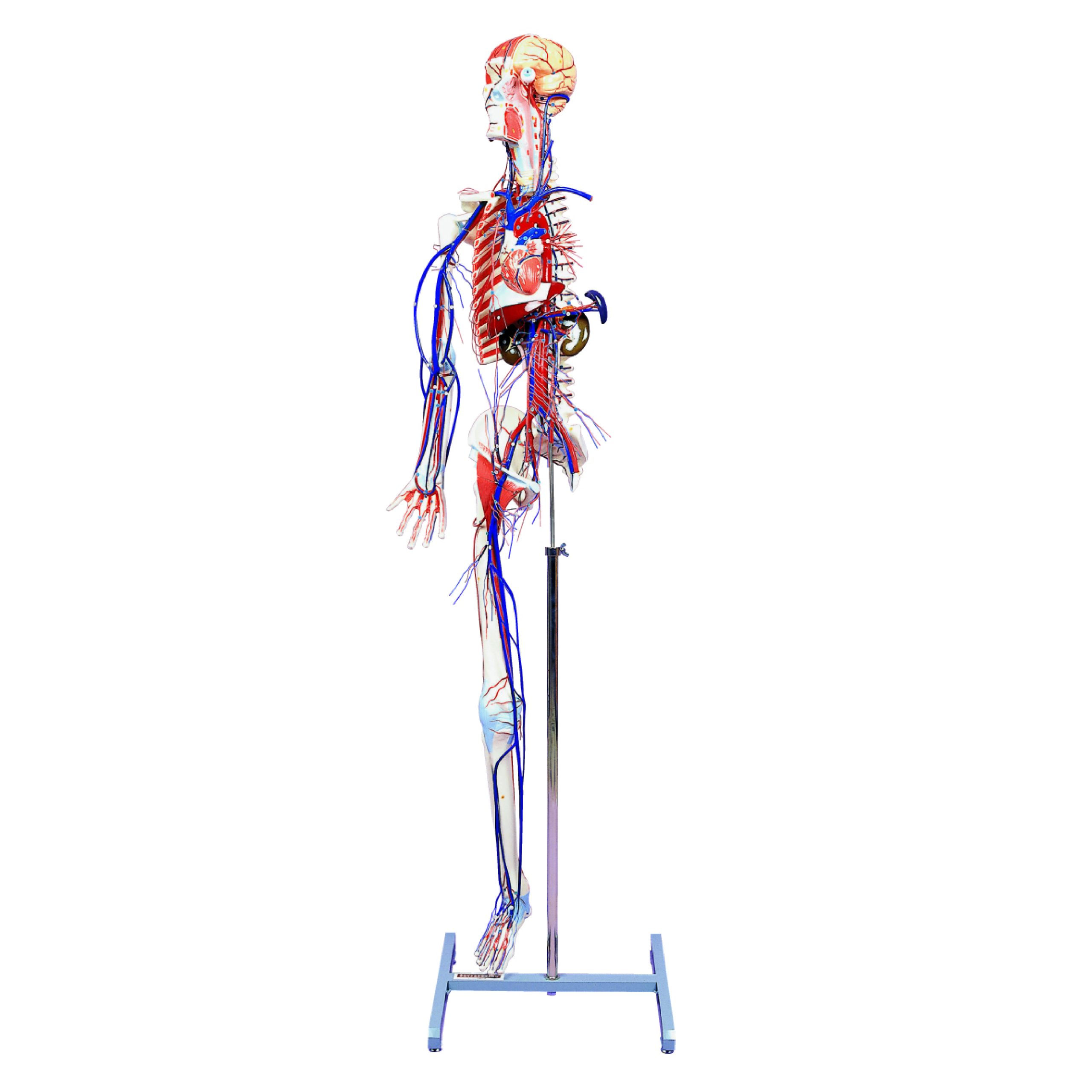 Full-figure Circulatory System with Skeleton Model