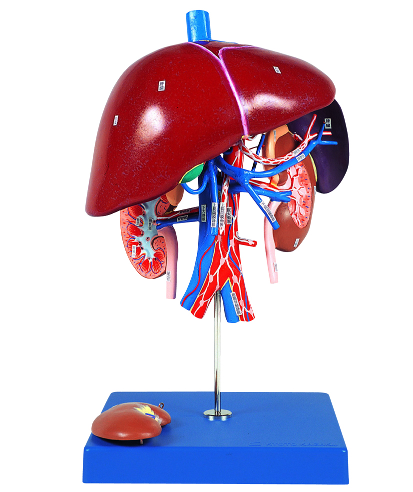 Liver, Spleen and Kidney Model