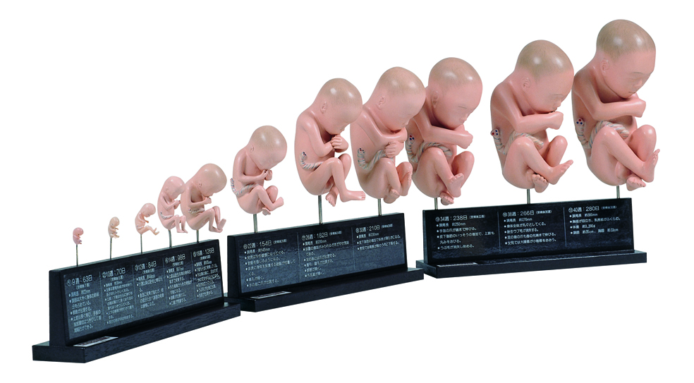 Fetal Development Model Set