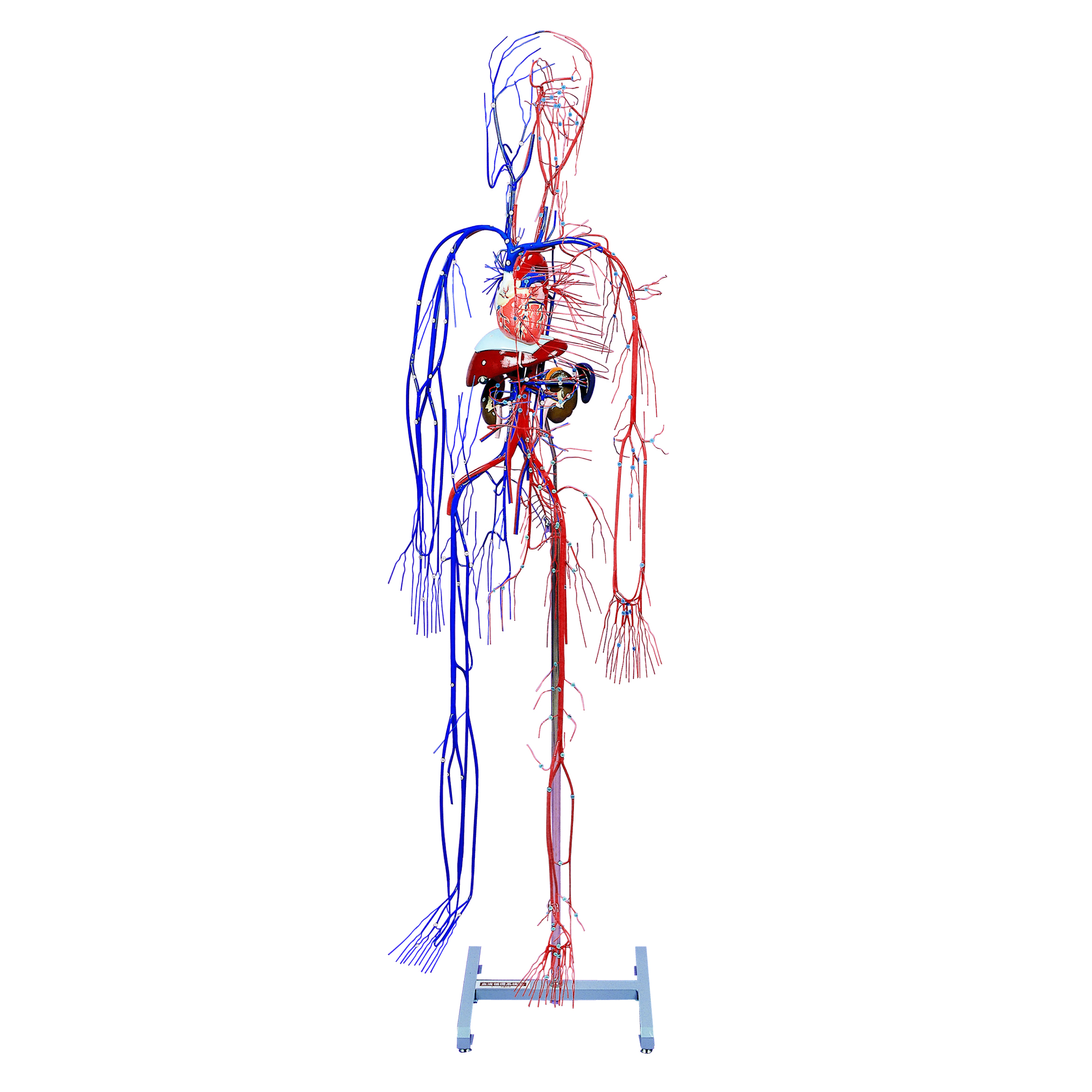 Full-figure Circulatory System Model