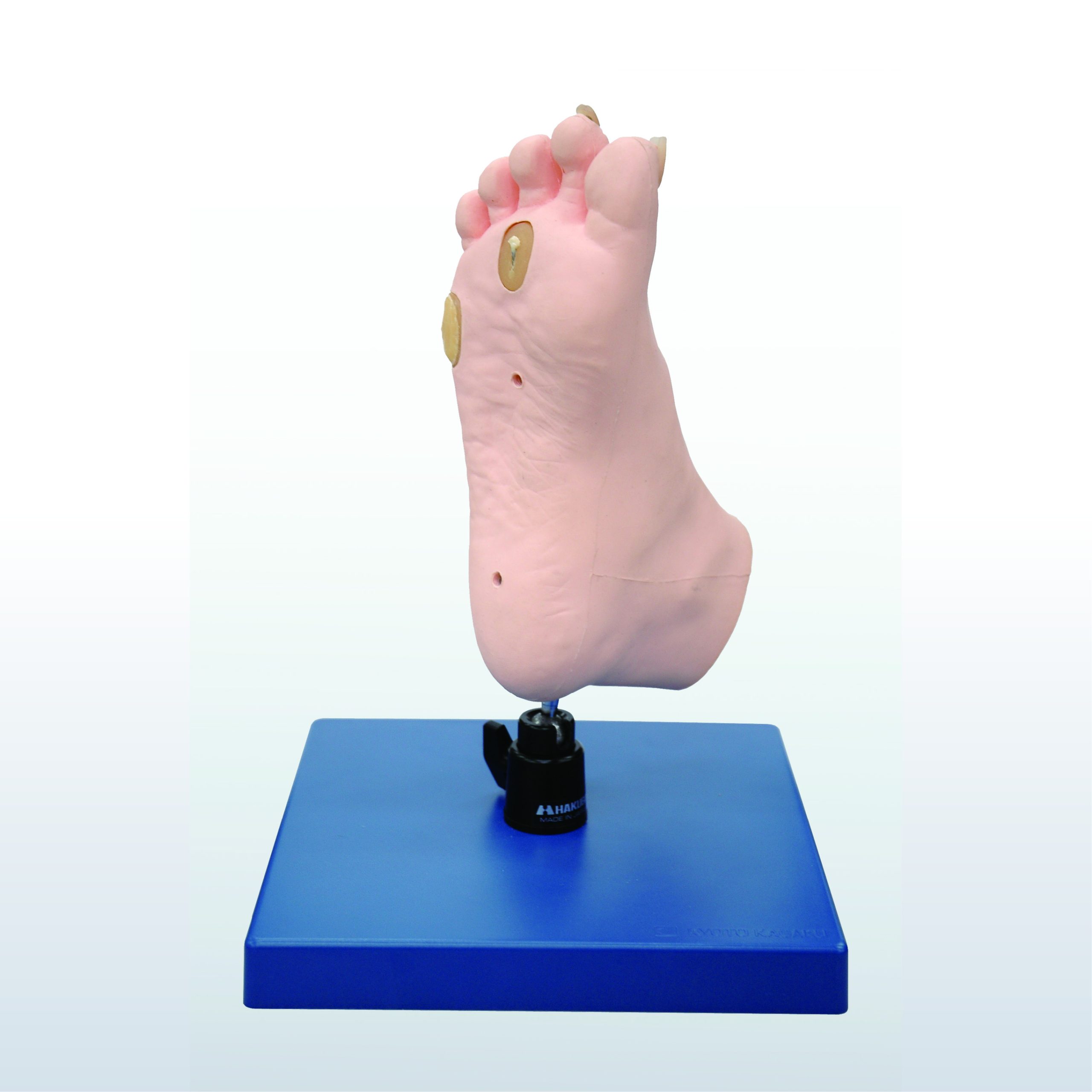 Medical Care Foot Model